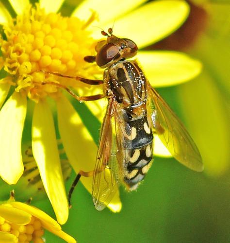 Anasimyia transfuga